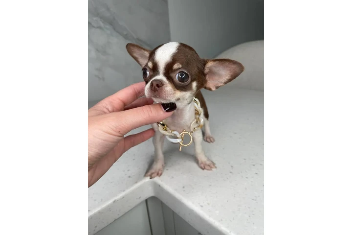 $250 : Teacup Chihuahua puppies image 5