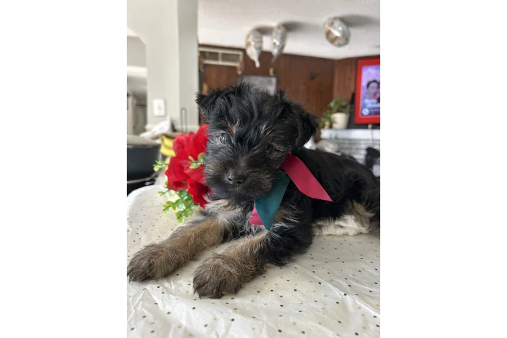 $650 : Yorkie niño  con vacunas image 1