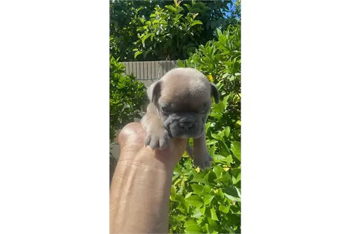 $350 : ¡Cachorros de Bulldog Francés image 2