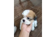 $350 : SHIHTZU thumbnail
