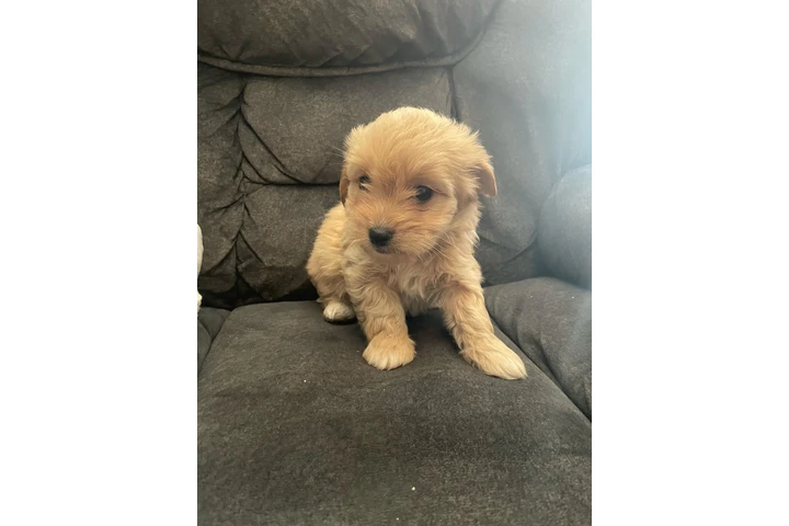 $350 : Cachorros shihtzu maltes image 7