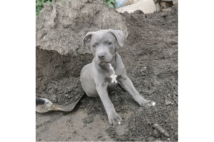 $350 : pitbull en venta image 2