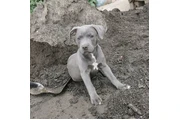 $350 : pitbull en venta thumbnail