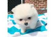 Cachorro de Pomerania en Jersey City