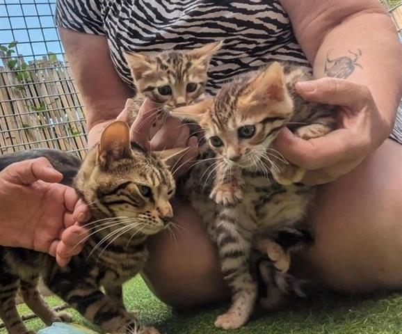 $400 : Four TICA registered kittens image 1