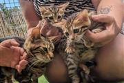 Four TICA registered kittens en Bayamon