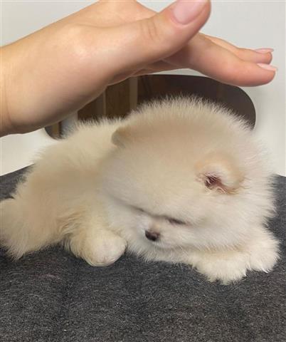 $500 : Teacup pomeranian image 2