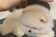 $500 : Teacup pomeranian thumbnail