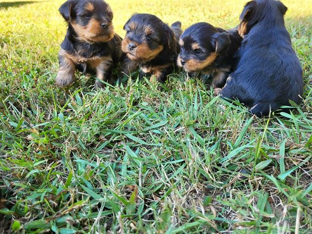 $450 : healthy yorkie puppies image 8