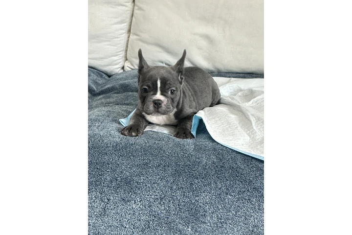 $1500 : Frenchie AKC image 6