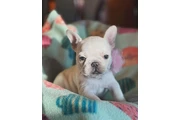 Smart Fluffy Frenchies puppies en Los Angeles