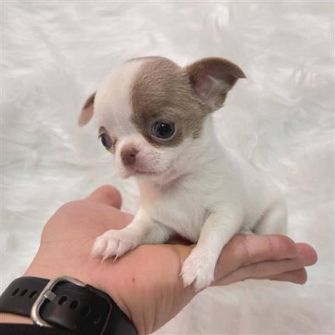 $250 : Chihuahua puppies for sale image 7