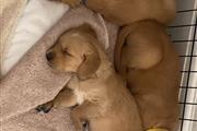 $470 : Cachorro de golden retriever thumbnail