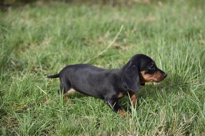 $250 : dachshunds puppies image 2