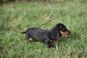 $250 : dachshunds puppies thumbnail