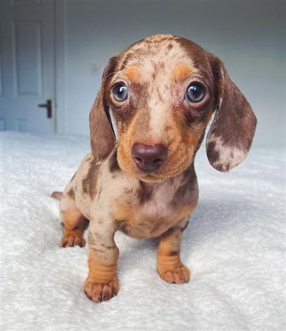 $300 : Dachshund puppies for X-mass image 1