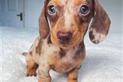 Dachshund puppies for X-mass en Los Angeles