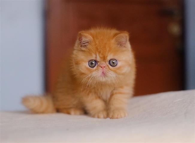 $400 : larry peter kittens image 4