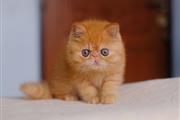 $400 : larry peter kittens thumbnail