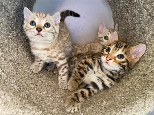 $500 : gatitos buscando nuevos hogare image 5