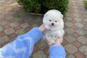 $400 : CACHORRO POMERANIA thumbnail