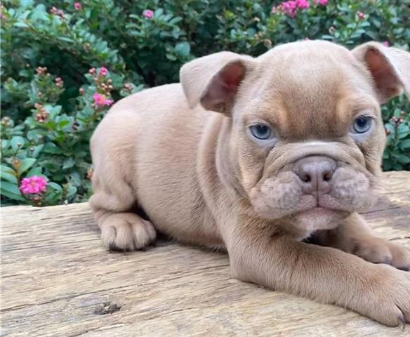 $600 : English bulldog puppy for sale image 1