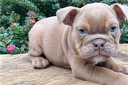 $600 : English bulldog puppy for sale thumbnail