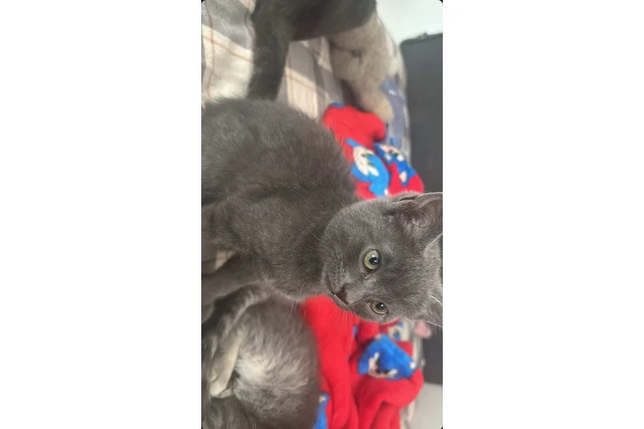 $5 : Un lindo gatito para ti. image 1