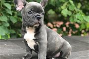 $520 : Blue French Bulldog For Sale thumbnail