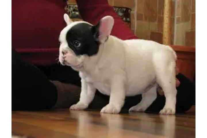 $2400 : Cute French Bulldog Puppies image 2