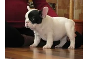 $2400 : Cute French Bulldog Puppies thumbnail