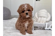 $350 : Male & Female Maltipoo Puppies thumbnail