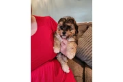 $250 : Perritos bonitos thumbnail