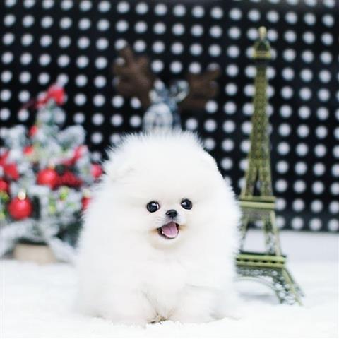 $250 : Teacup Pomeranian puppies image 3