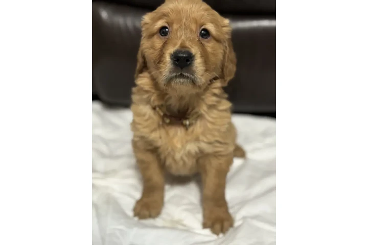 $450 : 3 Precioso golden retriever image 2