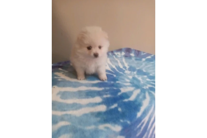 🐾 Hermosas PERRITAS en VENTA image 4