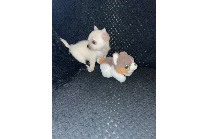 $300 : Chihuahua image 1