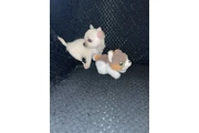 Chihuahua en Bronx