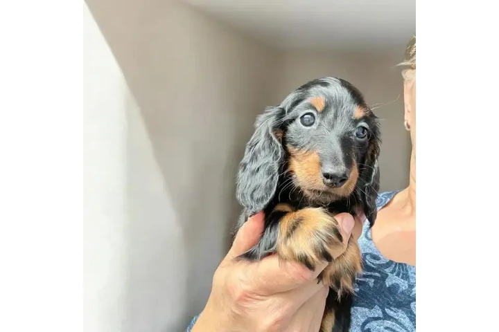 $1500 : Miniature Dachshund puppies image 6