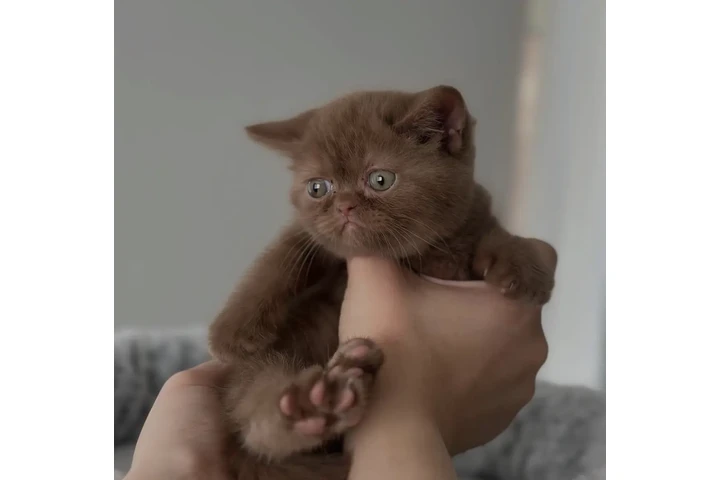 $240 : British Shorthair available image 1