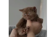 British Shorthair available en Chicago