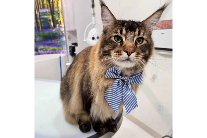 Cat Grooming image 1