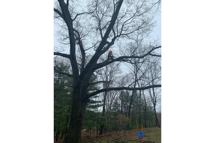 Happy Tree Services INC image 5