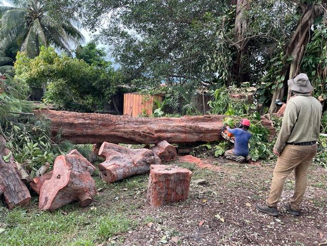 BAYRON TREE SERVICES🌴 image 10