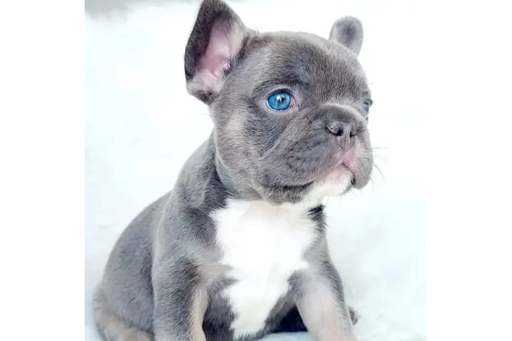 $1600000 : Ejemplares Bulldog Francés image 2