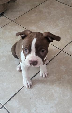 $800 : Boston terrier puppy image 1