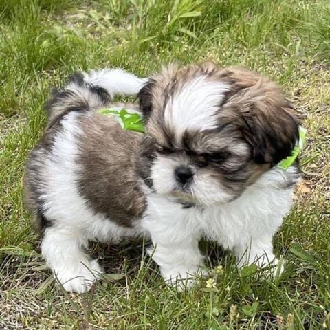 $300 : Cute shih tzu puppies image 4