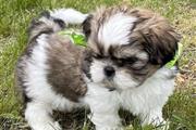 $300 : Cute shih tzu puppies thumbnail