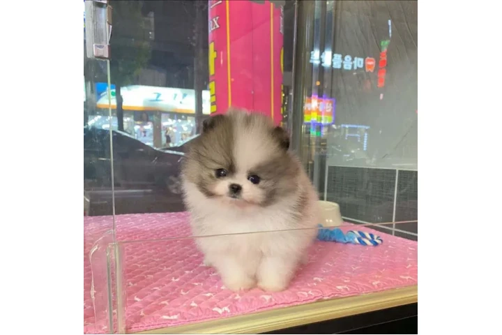 $350 : Pomerania en venta image 2