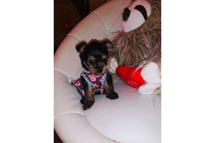 $100 : Christmas Yorkie puppies free image 1